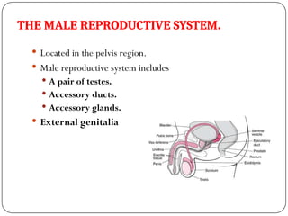THE MALE REPRODUCTIVE SYSTEM.
 Located in the pelvis region.
 Male reproductive system includes
 A pair of testes.
 Accessory ducts.
 Accessory glands.
 External genitalia
 