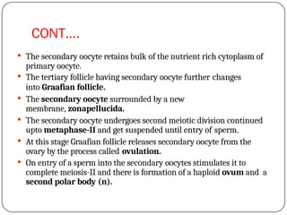 CONT….
 The secondary oocyte retains bulk of the nutrient rich cytoplasm of
primary oocyte.
 The tertiary follicle having secondary oocyte further changes
into Graafian follicle.
 The secondary oocyte surrounded by a new
membrane, zonapellucida.
 The secondary oocyte undergoes second meiotic division continued
upto metaphase-II and get suspended until entry of sperm.
 At this stage Graafian follicle releases secondary oocyte from the
ovary by the process called ovulation.
 On entry of a sperm into the secondary oocytes stimulates it to
complete meiosis-II and there is formation of a haploid ovum and a
second polar body (n).
 