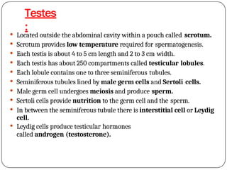 Testes
:
 Located outside the abdominal cavity within a pouch called scrotum.
 Scrotum provides low temperature required for spermatogenesis.
 Each testis is about 4 to 5 cm length and 2 to 3 cm width.
 Each testis has about 250 compartments called testicular lobules.
 Each lobule contains one to three seminiferous tubules.
 Seminiferous tubules lined by male germ cells and Sertoli cells.
 Male germ cell undergoes meiosis and produce sperm.
 Sertoli cells provide nutrition to the germ cell and the sperm.
 In between the seminiferous tubule there is interstitial cell or Leydig
cell.
 Leydig cells produce testicular hormones
called androgen (testosterone).
 