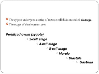  The zygote undergoes a series of mitotic cell divisions called cleavage.
 The stages of development are:
Fertilized ovum (zygote)
2-cell stage
4-cell stage
8-cell stage
Morula
Blastula
 Gastrula
 