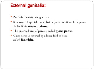 External genitalia:
 Penis is the external genitalia.
 It is made of special tissue that helps in erection of the penis
to facilitate insemination.
 The enlarged end of penis is called glans penis.
 Glans penis is covered by a loose fold of skin
called foreskin.
 