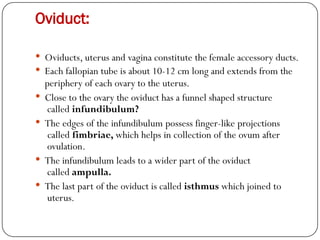 Oviduct:
 Oviducts, uterus and vagina constitute the female accessory ducts.
 Each fallopian tube is about 10-12 cm long and extends from the
periphery of each ovary to the uterus.
 Close to the ovary the oviduct has a funnel shaped structure
called infundibulum?
 The edges of the infundibulum possess finger-like projections
called fimbriae, which helps in collection of the ovum after
ovulation.
 The infundibulum leads to a wider part of the oviduct
called ampulla.
 The last part of the oviduct is called isthmus which joined to
uterus.
 