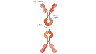 IMMUNOGLOBULINS and its types functionss | PPTX