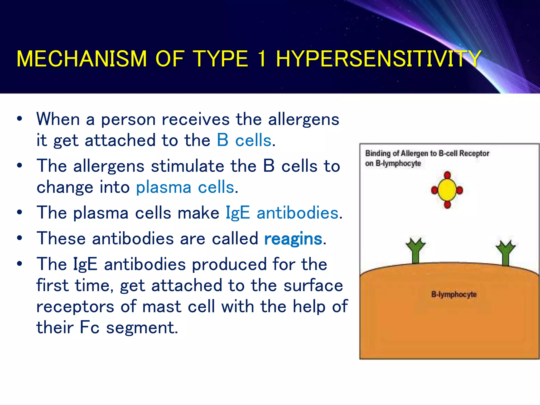 MECHANISM OF TYPE 1 HYPERSENSITIVITY
• When a person receives the allergens
it get attached to the B cells.
• The allergens stimulate the B cells to
change into plasma cells.
• The plasma cells make IgE antibodies.
• These antibodies are called reagins.
• The IgE antibodies produced for the
first time, get attached to the surface
receptors of mast cell with the help of
their Fc segment.
 
