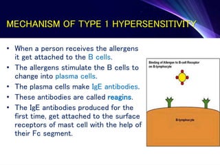 MECHANISM OF TYPE 1 HYPERSENSITIVITY
• When a person receives the allergens
it get attached to the B cells.
• The allergens stimulate the B cells to
change into plasma cells.
• The plasma cells make IgE antibodies.
• These antibodies are called reagins.
• The IgE antibodies produced for the
first time, get attached to the surface
receptors of mast cell with the help of
their Fc segment.
 