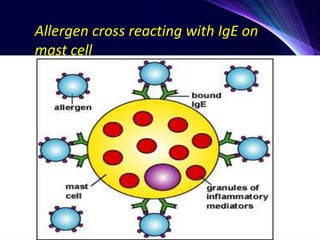 Allergen cross reacting with IgE on
mast cell
 