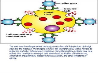 The next time the allergen enters the body, it cross-links the Fab portions of the IgE
bound to the mast cell. This triggers the mast cell to degranulate, that is, release its
histamine and other inflammatory mediators. The inflammatory mediators are now
able to bind to receptors on target cells which leads to dilation of blood vessels,
constriction of bronchioles, excessive mucus secretion, and other symptoms of
allergy.
 