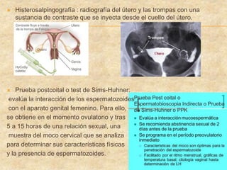  Histerosalpingografía : radiografía del útero y las trompas con una
sustancia de contraste que se inyecta desde el cuello del útero.
 Prueba postcoital o test de Sims-Huhner:
evalúa la interacción de los espermatozoides
con el aparato genital femenino. Para ello,
se obtiene en el momento ovulatorio y tras
5 a 15 horas de una relación sexual, una
muestra del moco cervical que se analiza
para determinar sus características físicas
y la presencia de espermatozoides.
 