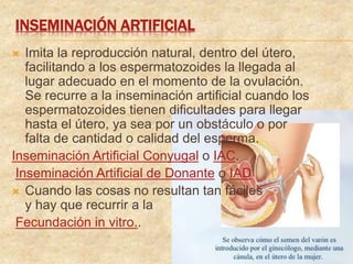 INSEMINACIÓN ARTIFICIAL
 Imita la reproducción natural, dentro del útero,
facilitando a los espermatozoides la llegada al
lugar adecuado en el momento de la ovulación.
Se recurre a la inseminación artificial cuando los
espermatozoides tienen dificultades para llegar
hasta el útero, ya sea por un obstáculo o por
falta de cantidad o calidad del esperma.
Inseminación Artificial Conyugal o IAC.
Inseminación Artificial de Donante o IAD
 Cuando las cosas no resultan tan fáciles
y hay que recurrir a la
Fecundación in vitro..
 