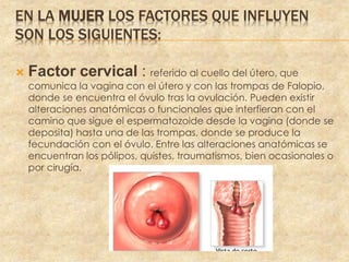 EN LA MUJER LOS FACTORES QUE INFLUYEN
SON LOS SIGUIENTES:
 Factor cervical : referido al cuello del útero, que
comunica la vagina con el útero y con las trompas de Falopio,
donde se encuentra el óvulo tras la ovulación. Pueden existir
alteraciones anatómicas o funcionales que interfieran con el
camino que sigue el espermatozoide desde la vagina (donde se
deposita) hasta una de las trompas, donde se produce la
fecundación con el óvulo. Entre las alteraciones anatómicas se
encuentran los pólipos, quistes, traumatismos, bien ocasionales o
por cirugía.
 
