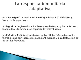 Los anticuerpos: se unen a los microorganismos extracelulares y
favorecen la fagocitosis.
Los fagocitos: ingieren los microbios y los destruyen y los linfocitos t
cooperadores fomentan sus capacidades microbicidas
Los linfocitos T citotoxicos: destruyen las células infectadas por los
microbios que son inaccesibles a los anticuerpos y a la destrucción de
los por los fagocitos.
 