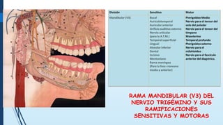2 INTERSEDES ATM MUSCULOS Y DIN MICA MANDIBULAR 22122022 pdf 2-intersedes-atm-musculos-y-din-mica-mandibular-22122022-pdf