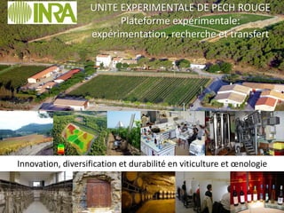 UNITE EXPERIMENTALE DE PECH ROUGE
                         Plateforme expérimentale:
                   expérimentation, recherche et transfert




Innovation, diversification et durabilité en viticulture et œnologie
 