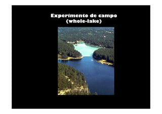 Experimento de campo
(whole-lake)

 