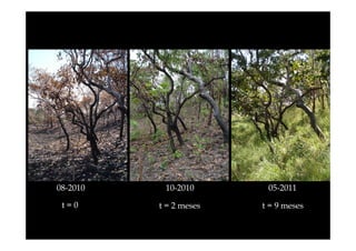 08-2010

10-2010

05-2011

t=0

t = 2 meses

t = 9 meses

 