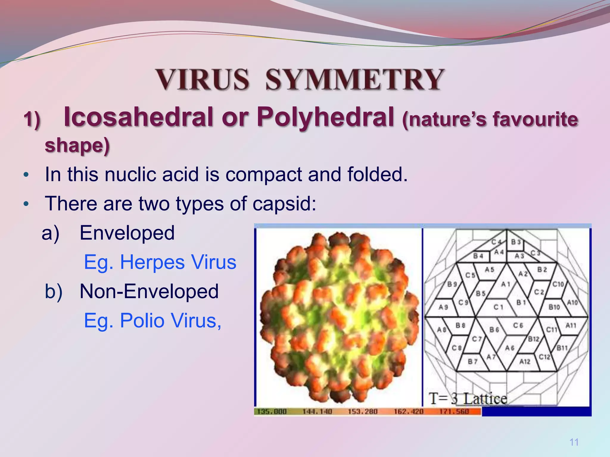 1) Icosahedral or Polyhedral (nature’s favourite
shape)
• In this nuclic acid is compact and folded.
• There are two types of capsid:
a) Enveloped
Eg. Herpes Virus
b) Non-Enveloped
Eg. Polio Virus,
11
 
