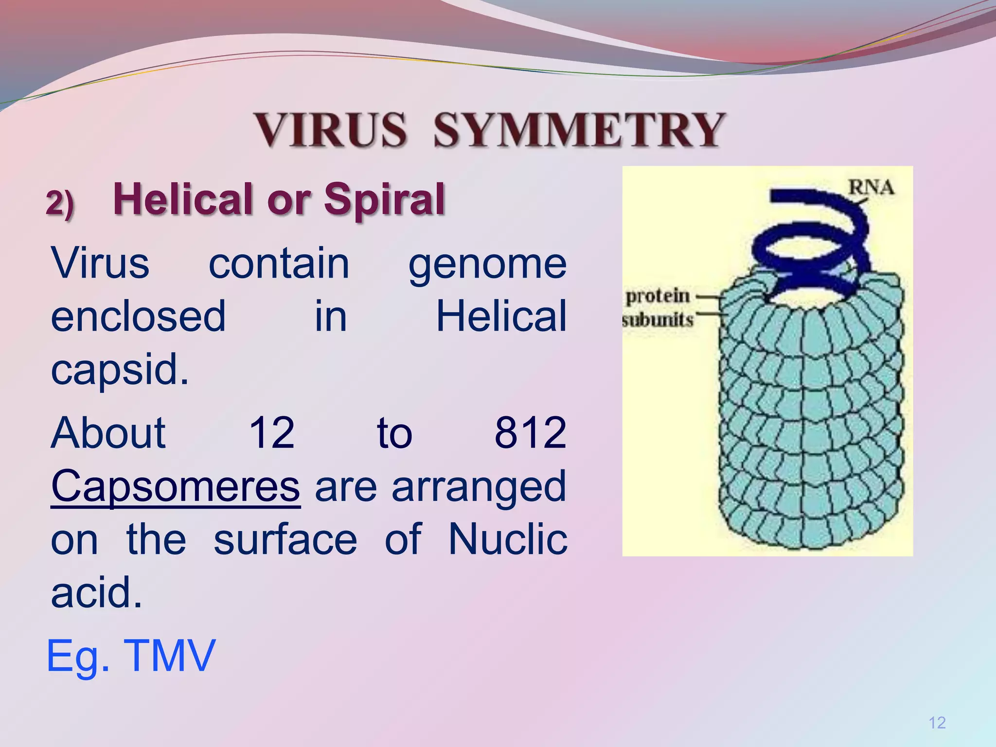2) Helical or Spiral
Virus contain genome
enclosed in Helical
capsid.
About 12 to 812
Capsomeres are arranged
on the surface of Nuclic
acid.
Eg. TMV
12
 