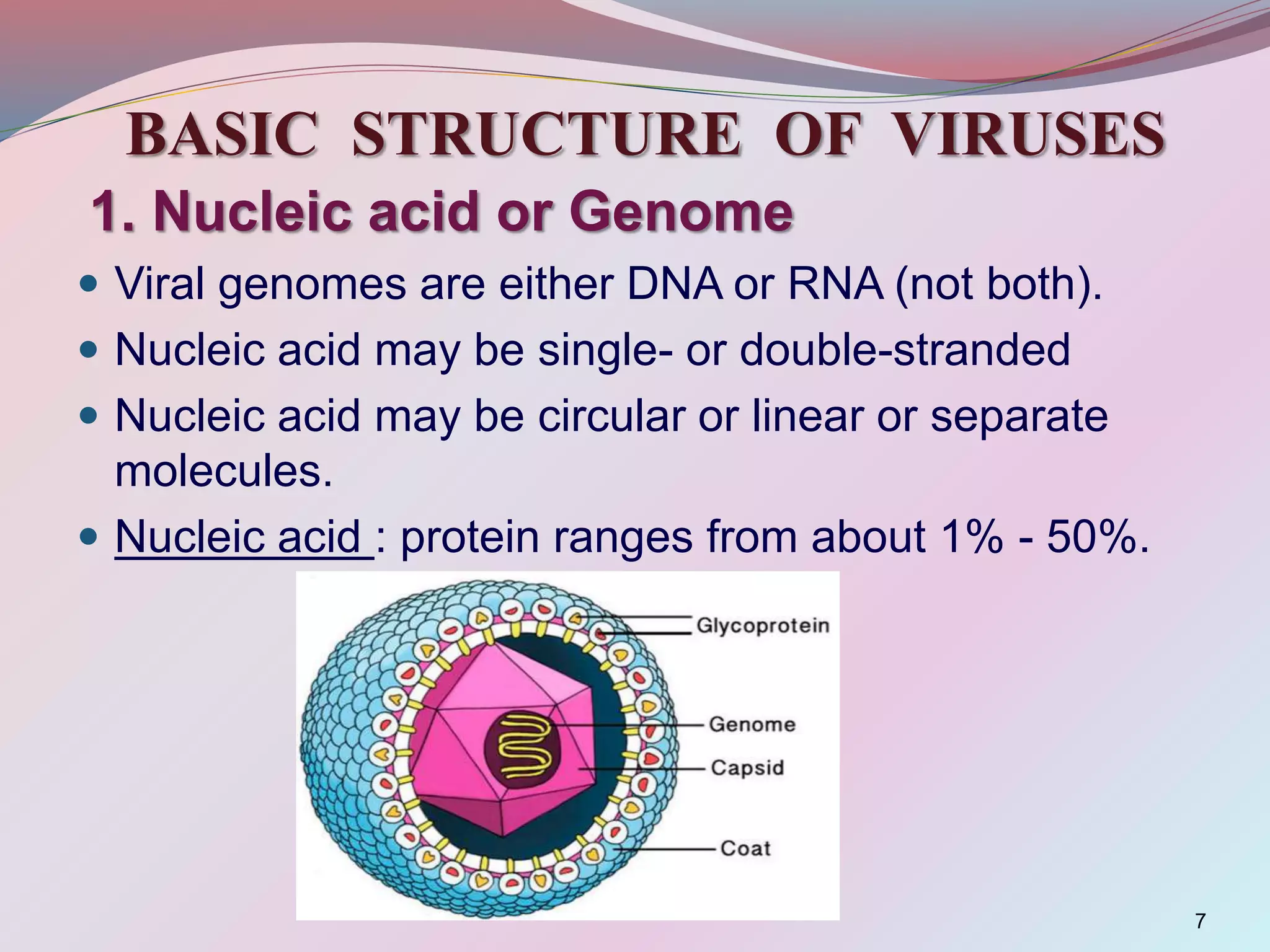 BASIC STRUCTURE OF VIRUSES
1. Nucleic acid or Genome
 Viral genomes are either DNA or RNA (not both).
 Nucleic acid may be single- or double-stranded
 Nucleic acid may be circular or linear or separate
molecules.
 Nucleic acid : protein ranges from about 1% - 50%.
7
 