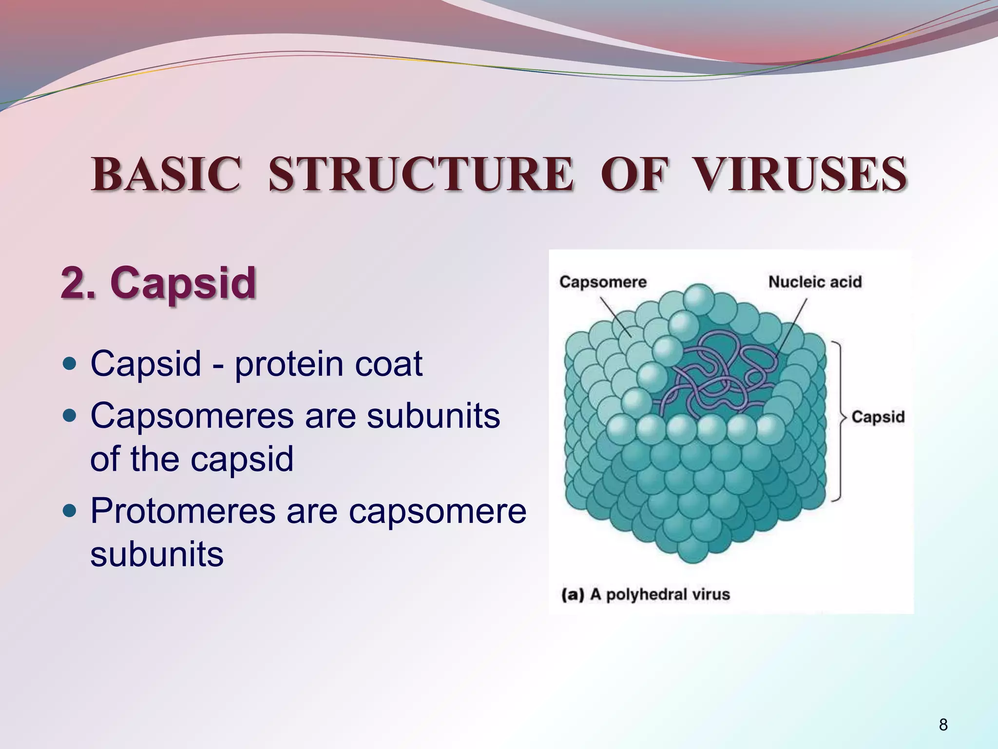 BASIC STRUCTURE OF VIRUSES
2. Capsid
 Capsid - protein coat
 Capsomeres are subunits
of the capsid
 Protomeres are capsomere
subunits
8
 