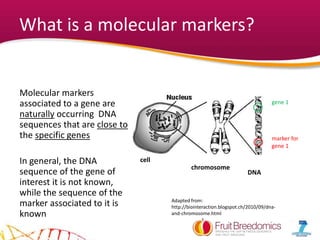 2 introduction molecular markers patocchi andrea | PPTX