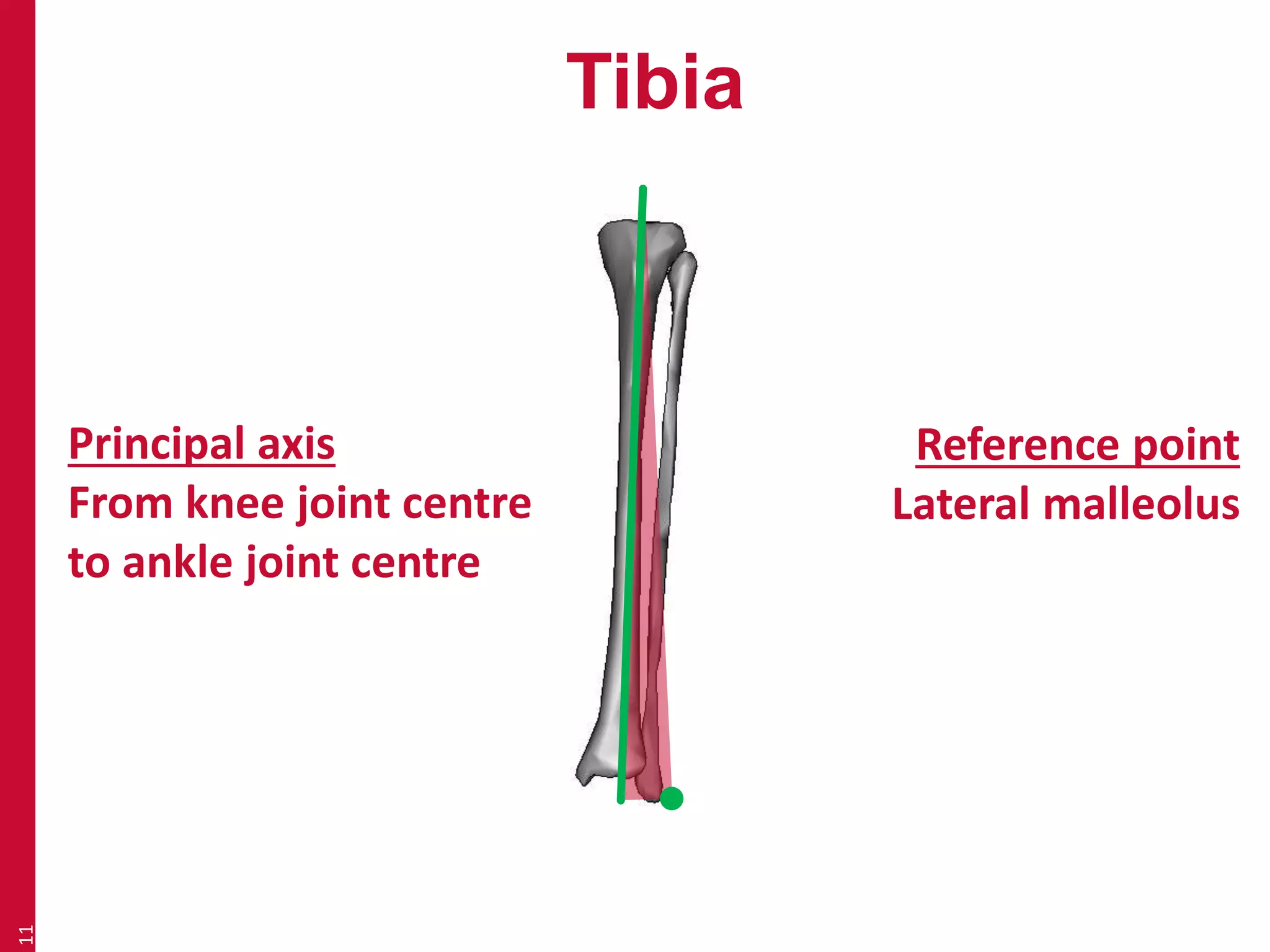 Tibia 
11 
Principal axis 
From knee joint centre 
to ankle joint centre 
Reference point 
Lateral malleolus 
 