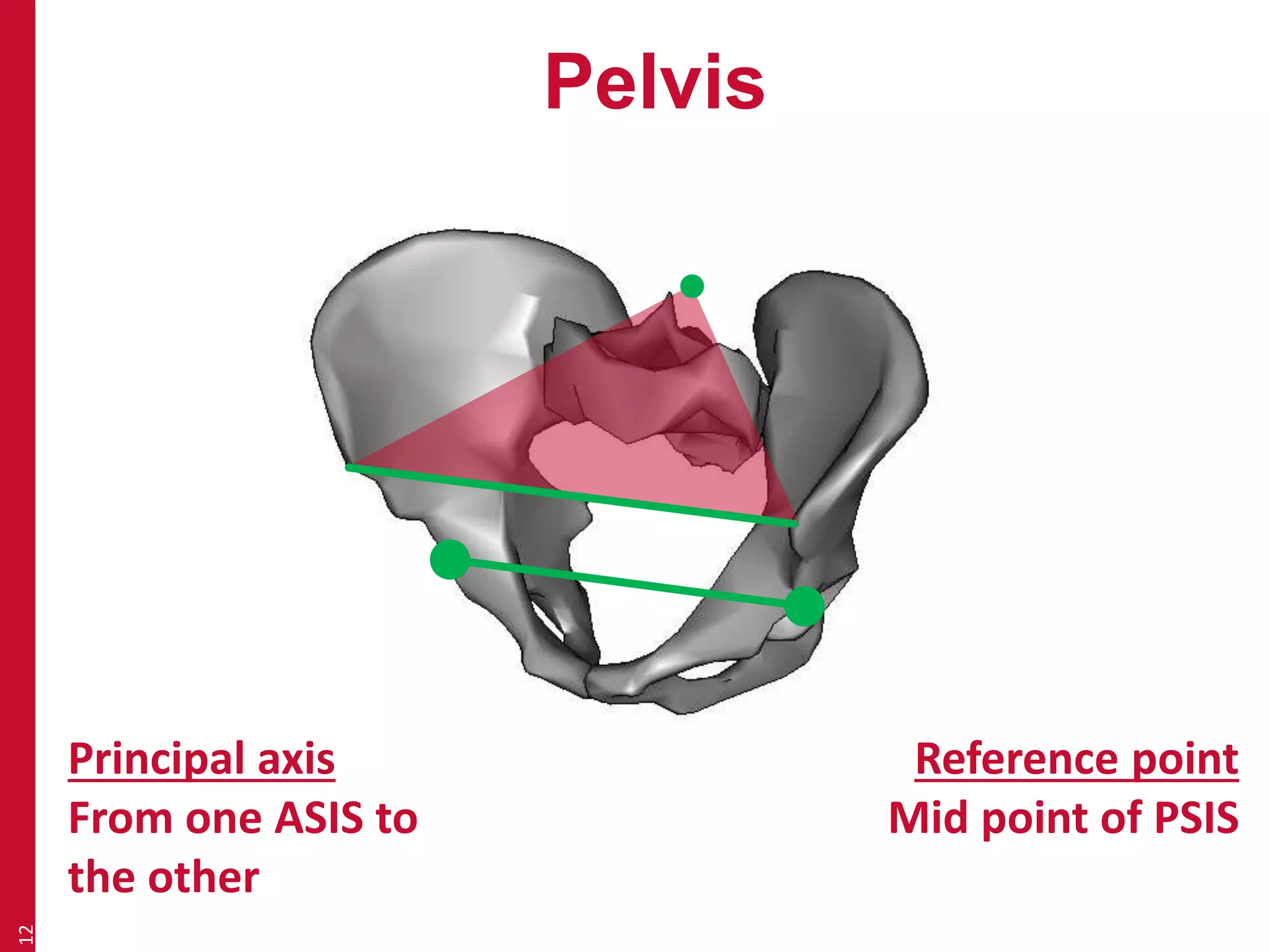 Pelvis 
12 
Principal axis 
From one ASIS to 
the other 
Reference point 
Mid point of PSIS 
 