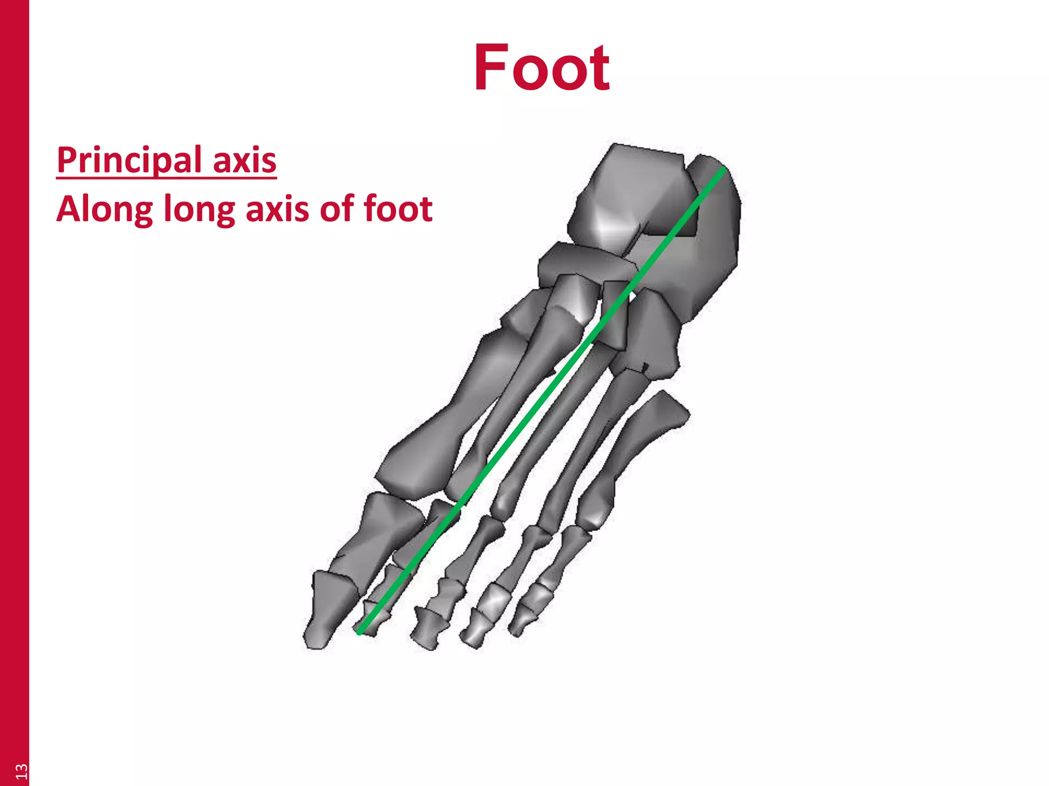 Foot 
13 
Principal axis 
Along long axis of foot 
 