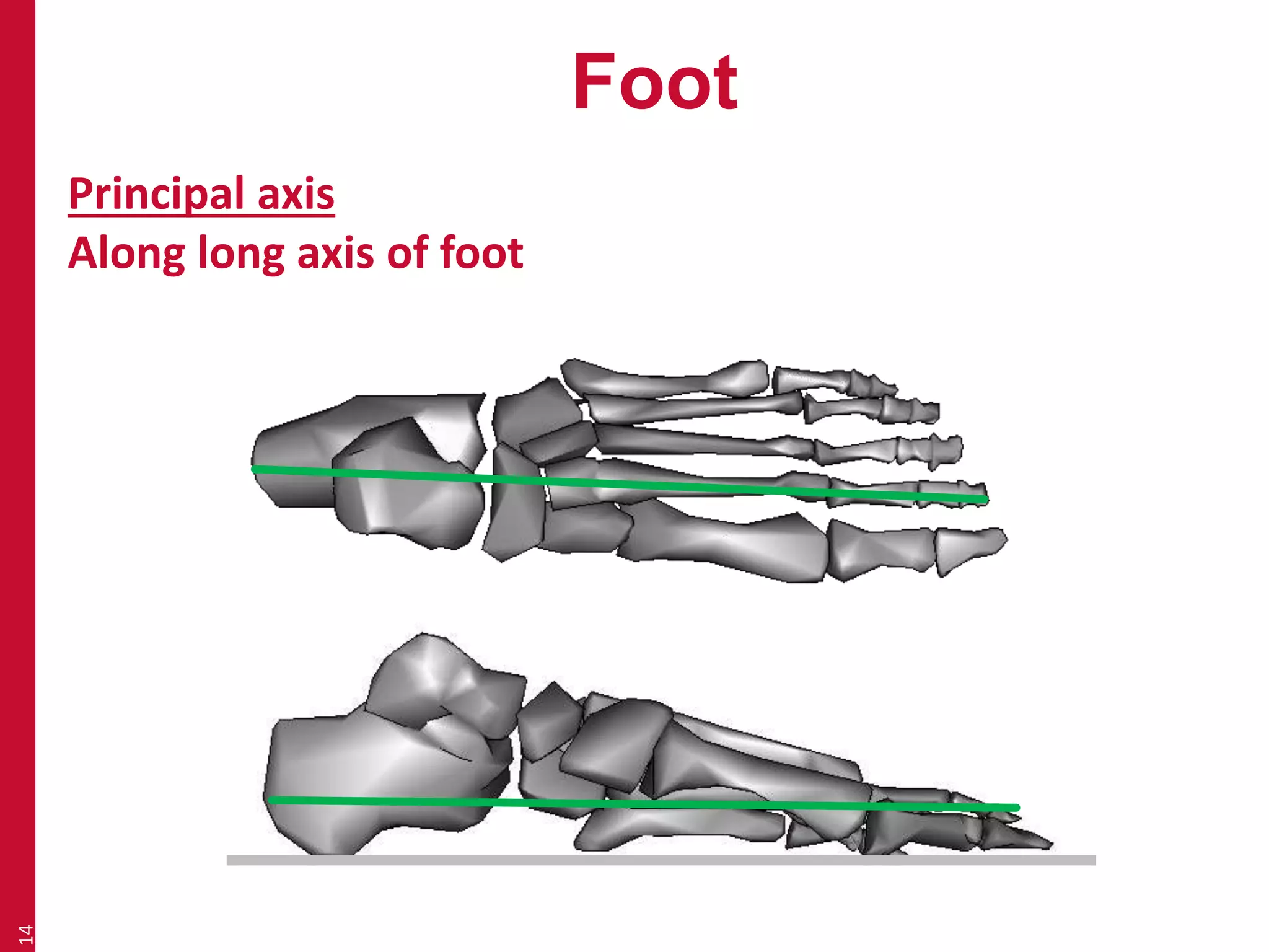 Foot 
14 
Principal axis 
Along long axis of foot 
 