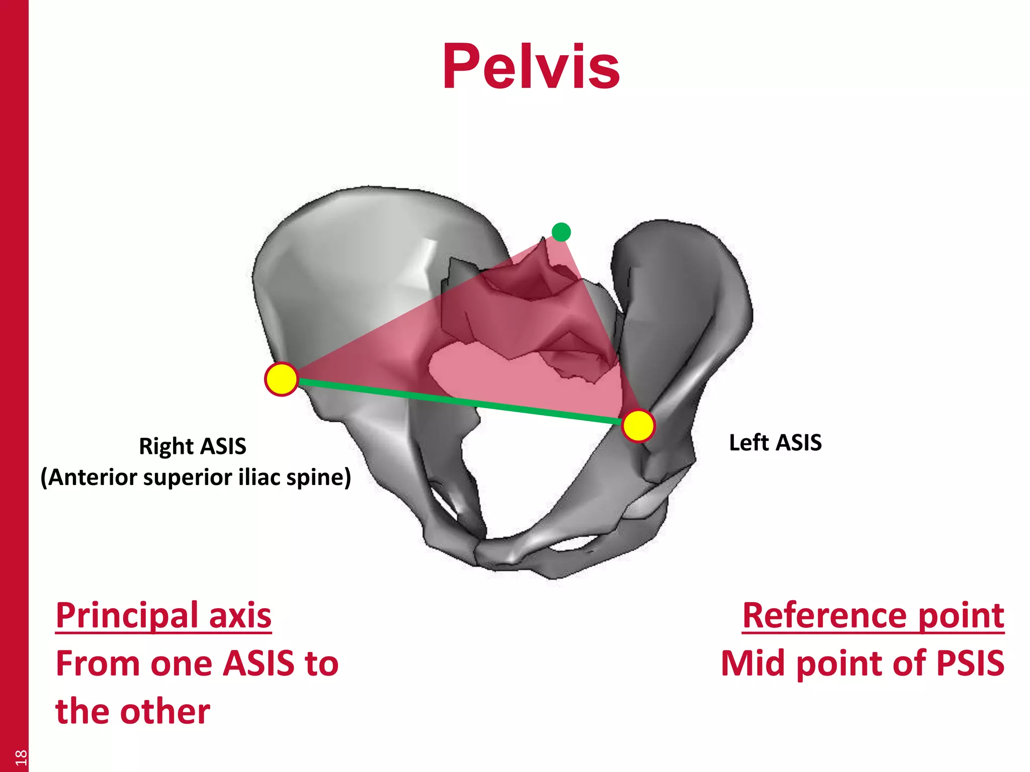 Pelvis 
18 
Principal axis 
From one ASIS to 
the other 
Reference point 
Mid point of PSIS 
Right ASIS 
(Anterior superior iliac spine) 
Left ASIS 
 