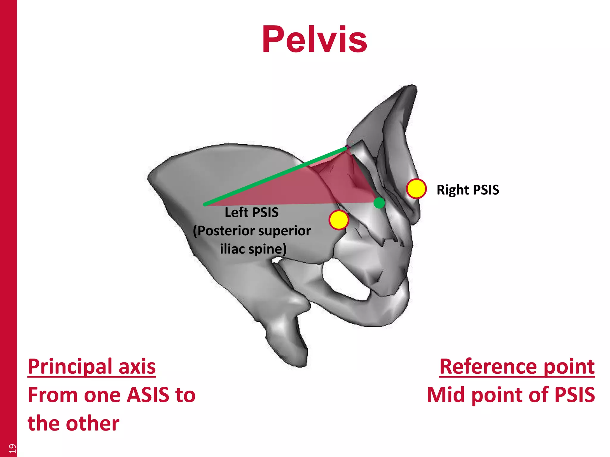 Pelvis 
19 
Principal axis 
From one ASIS to 
the other 
Reference point 
Mid point of PSIS 
Left PSIS 
(Posterior superior 
iliac spine) 
Right PSIS 
 