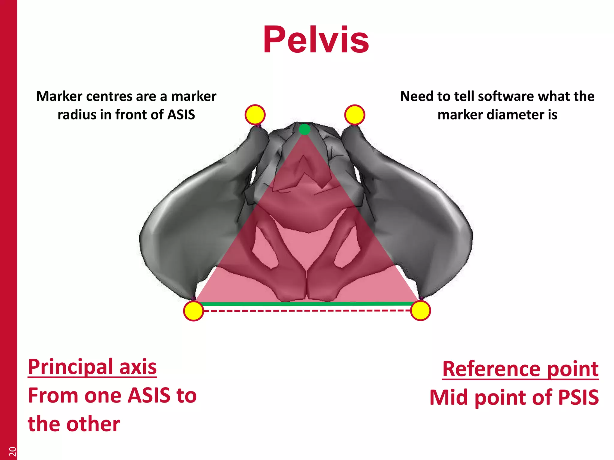 Pelvis 
20 
Principal axis 
From one ASIS to 
the other 
Reference point 
Mid point of PSIS 
Marker centres are a marker 
radius in front of ASIS 
Need to tell software what the 
marker diameter is 
 