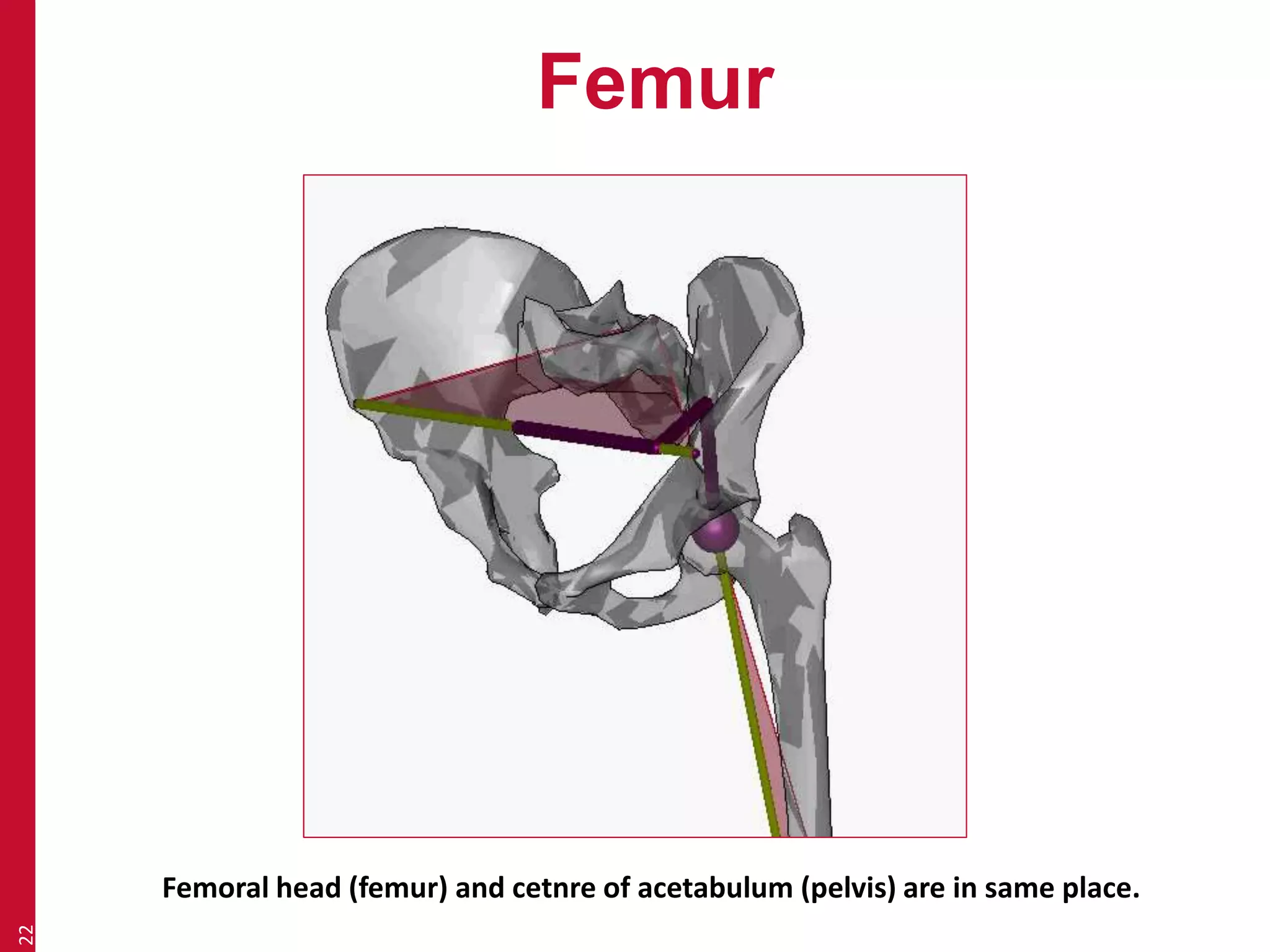 Femur 
22 
Femoral head (femur) and cetnre of acetabulum (pelvis) are in same place. 
 