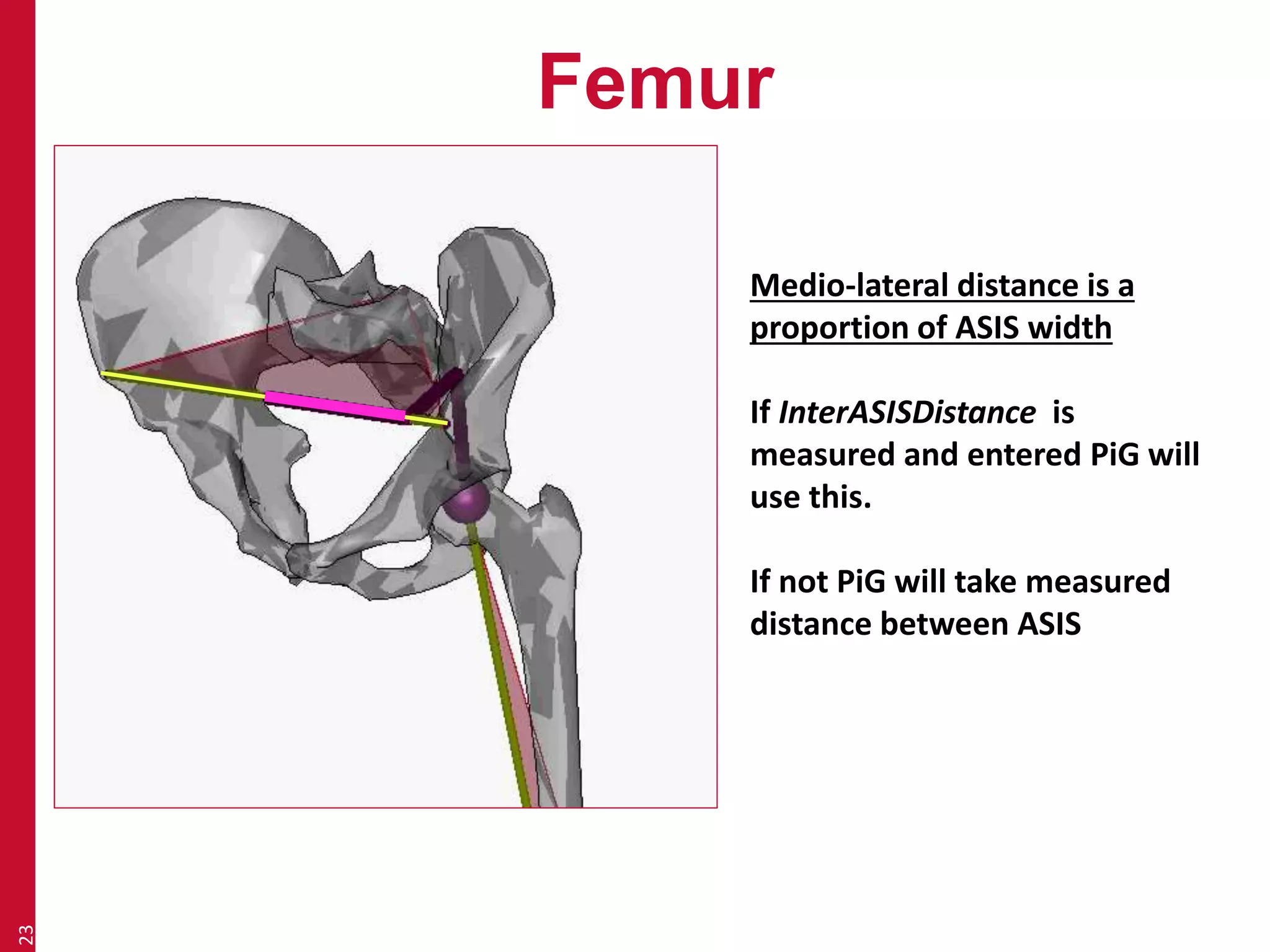 Femur 
23 
Medio-lateral distance is a 
proportion of ASIS width 
If InterASISDistance is 
measured and entered PiG will 
use this. 
If not PiG will take measured 
distance between ASIS 
 