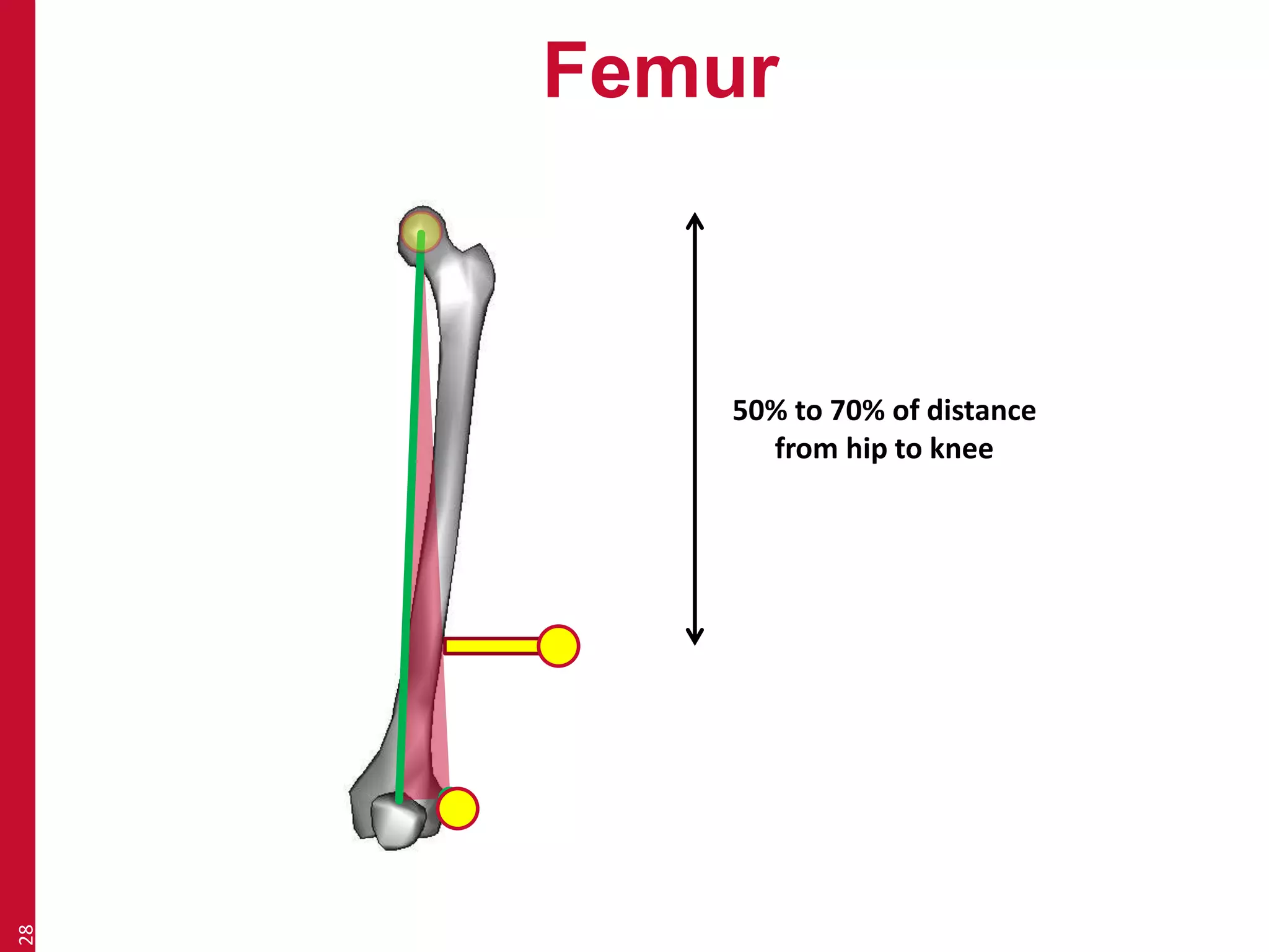Femur 
28 
50% to 70% of distance 
from hip to knee 
 