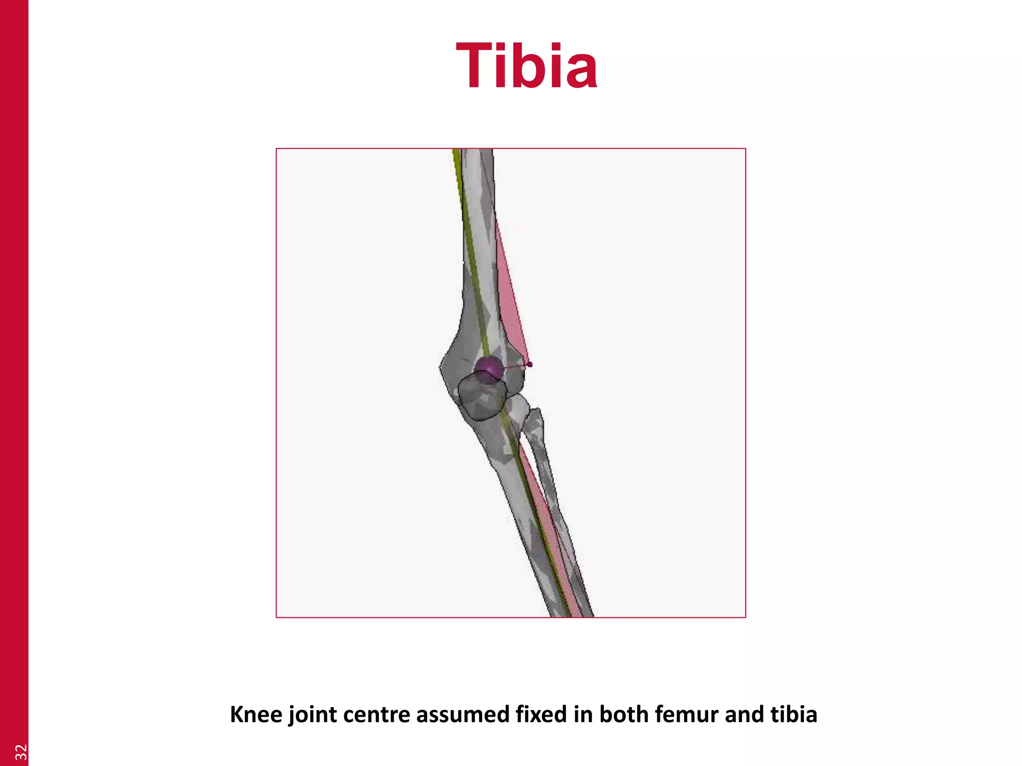 Tibia 
32 
Knee joint centre assumed fixed in both femur and tibia 
 