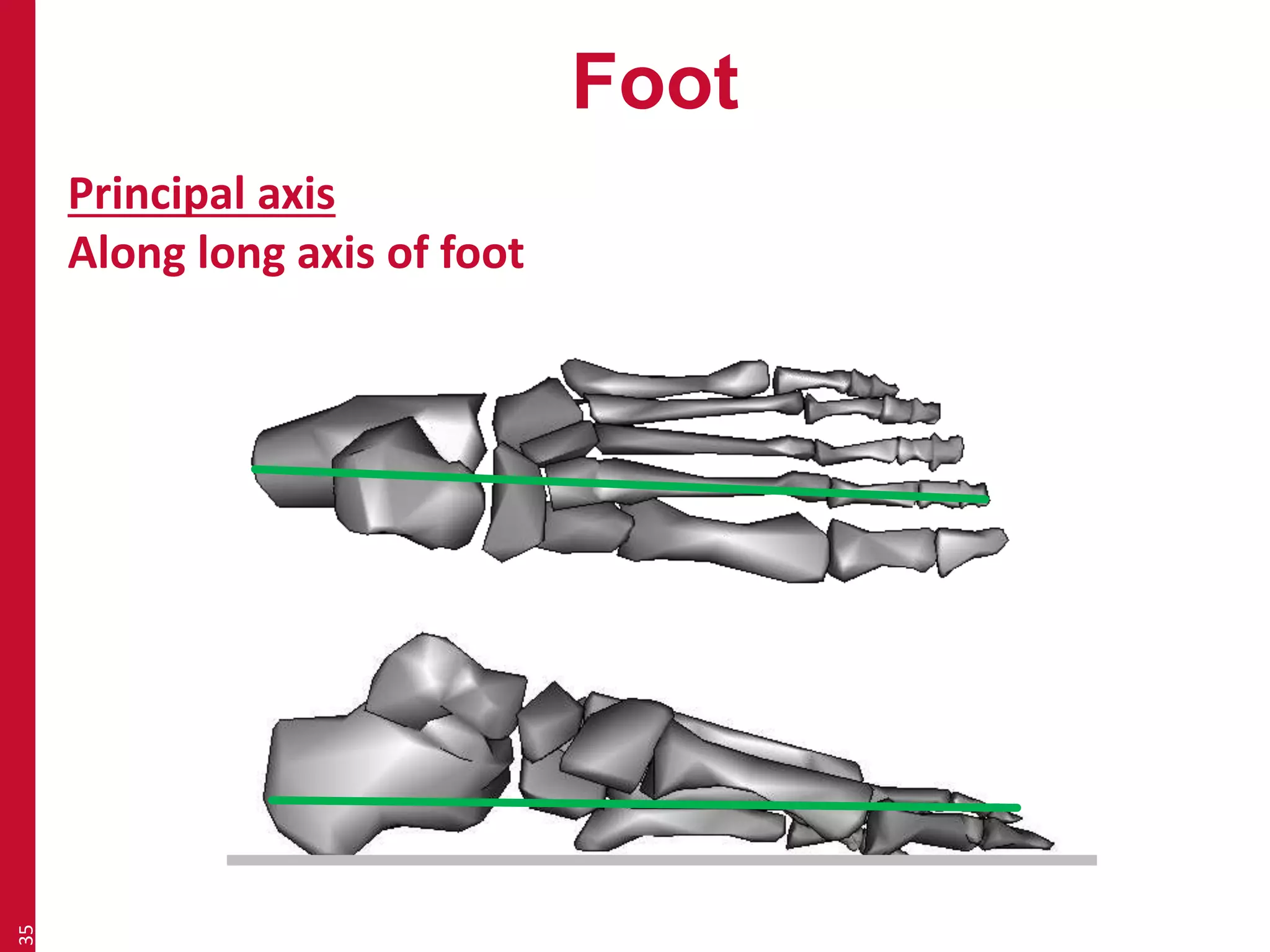 Foot 
35 
Principal axis 
Along long axis of foot 
 