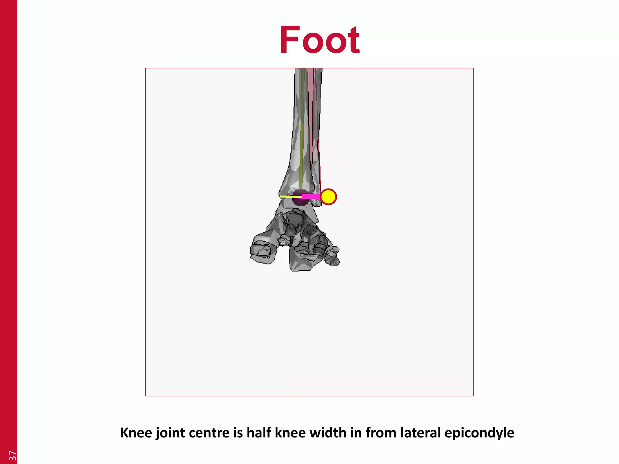 Foot 
37 
Knee joint centre is half knee width in from lateral epicondyle 
 