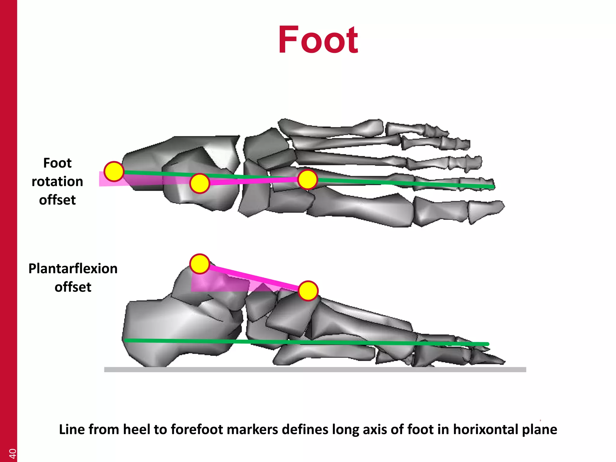 Foot 
40 
Foot 
rotation 
offset 
Plantarflexion 
offset 
Line from heel to forefoot markers defines long axis of foot in horixontal plane 
 