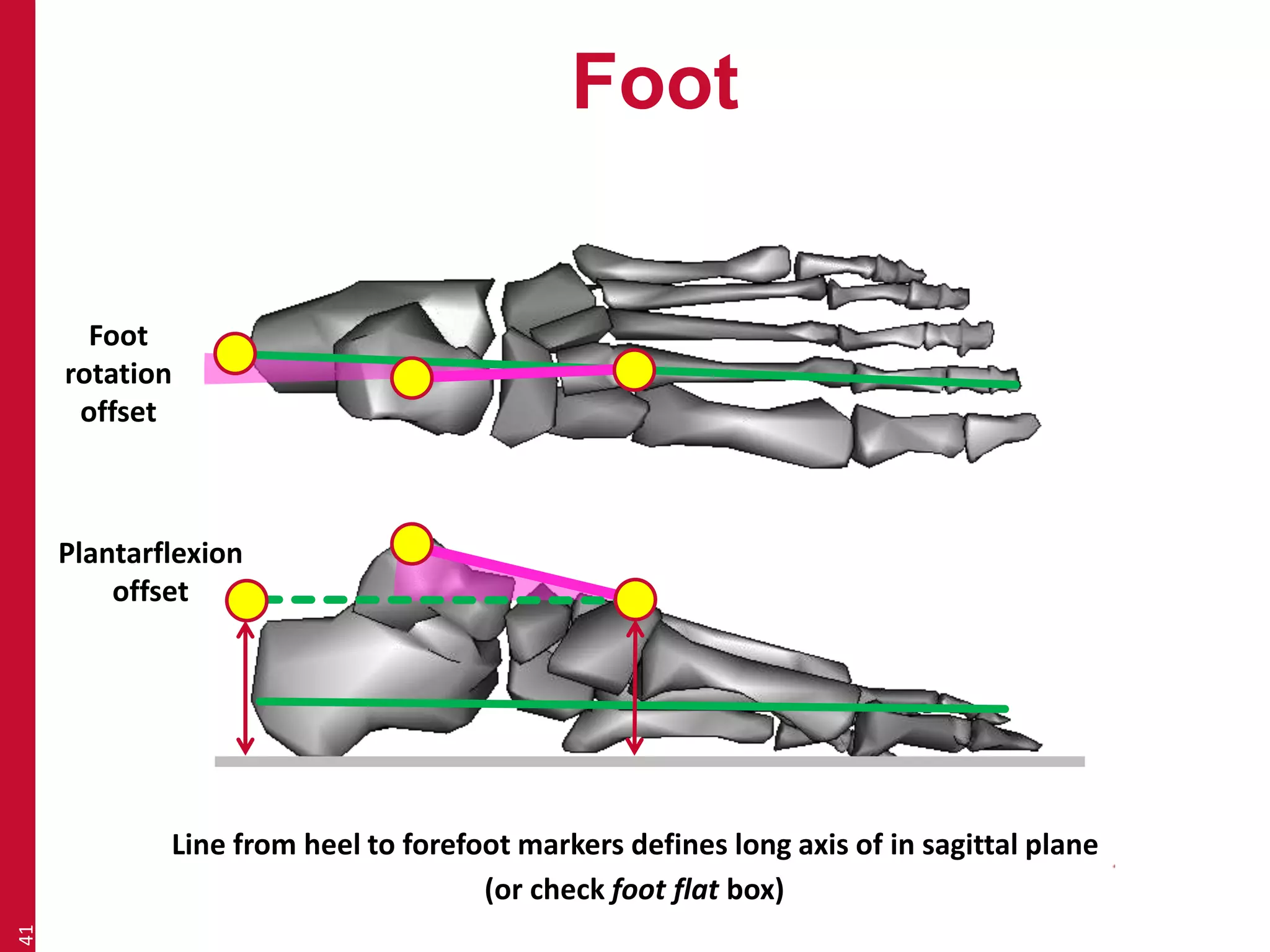 Foot 
41 
Foot 
rotation 
offset 
Plantarflexion 
offset 
Line from heel to forefoot markers defines long axis of in sagittal plane 
(or check foot flat box) 
 