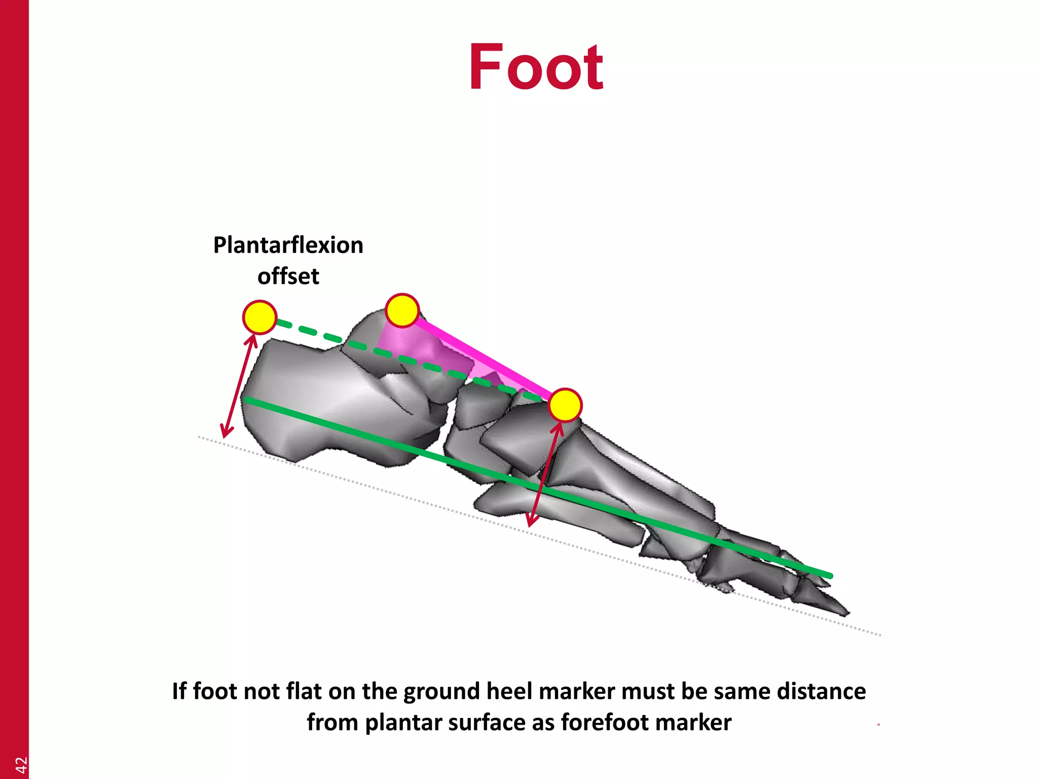 Foot 
42 
Plantarflexion 
offset 
If foot not flat on the ground heel marker must be same distance 
from plantar surface as forefoot marker 
 