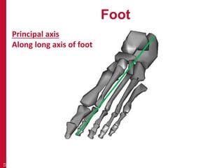 Foot 
13 
Principal axis 
Along long axis of foot 
 