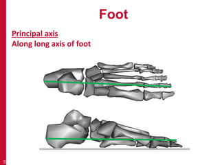 Foot 
14 
Principal axis 
Along long axis of foot 
 