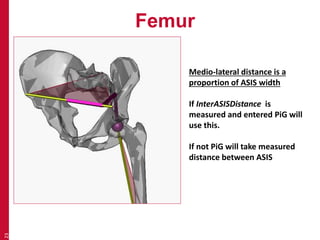 Femur 
23 
Medio-lateral distance is a 
proportion of ASIS width 
If InterASISDistance is 
measured and entered PiG will 
use this. 
If not PiG will take measured 
distance between ASIS 
 