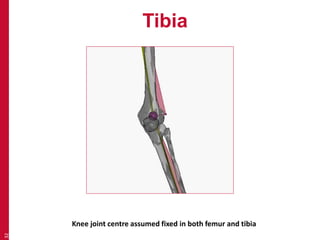 Tibia 
32 
Knee joint centre assumed fixed in both femur and tibia 
 
