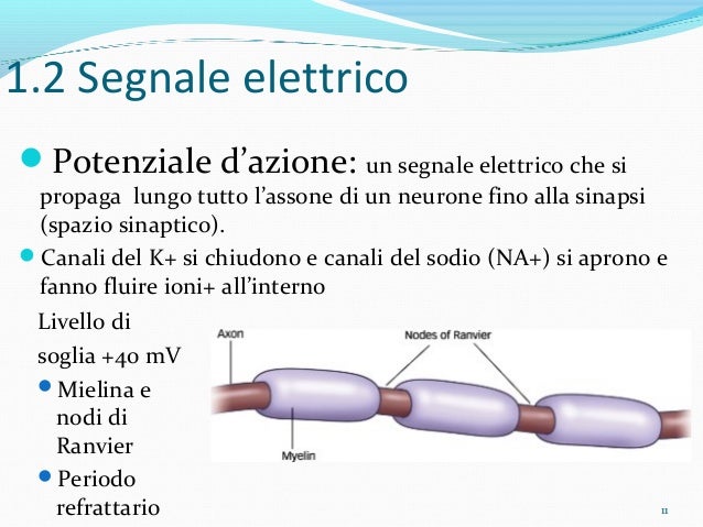 Periodo refrattario lungo
