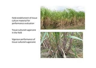 B4FA 2012 Nigeria: Sugarcane Micropropagation in Nigeria - Inuwa Usman