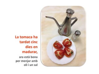 La tomaca ha 
tardat cinc 
dies en 
madurar, 
ara està bona 
per menjar amb 
oli i un sal 
