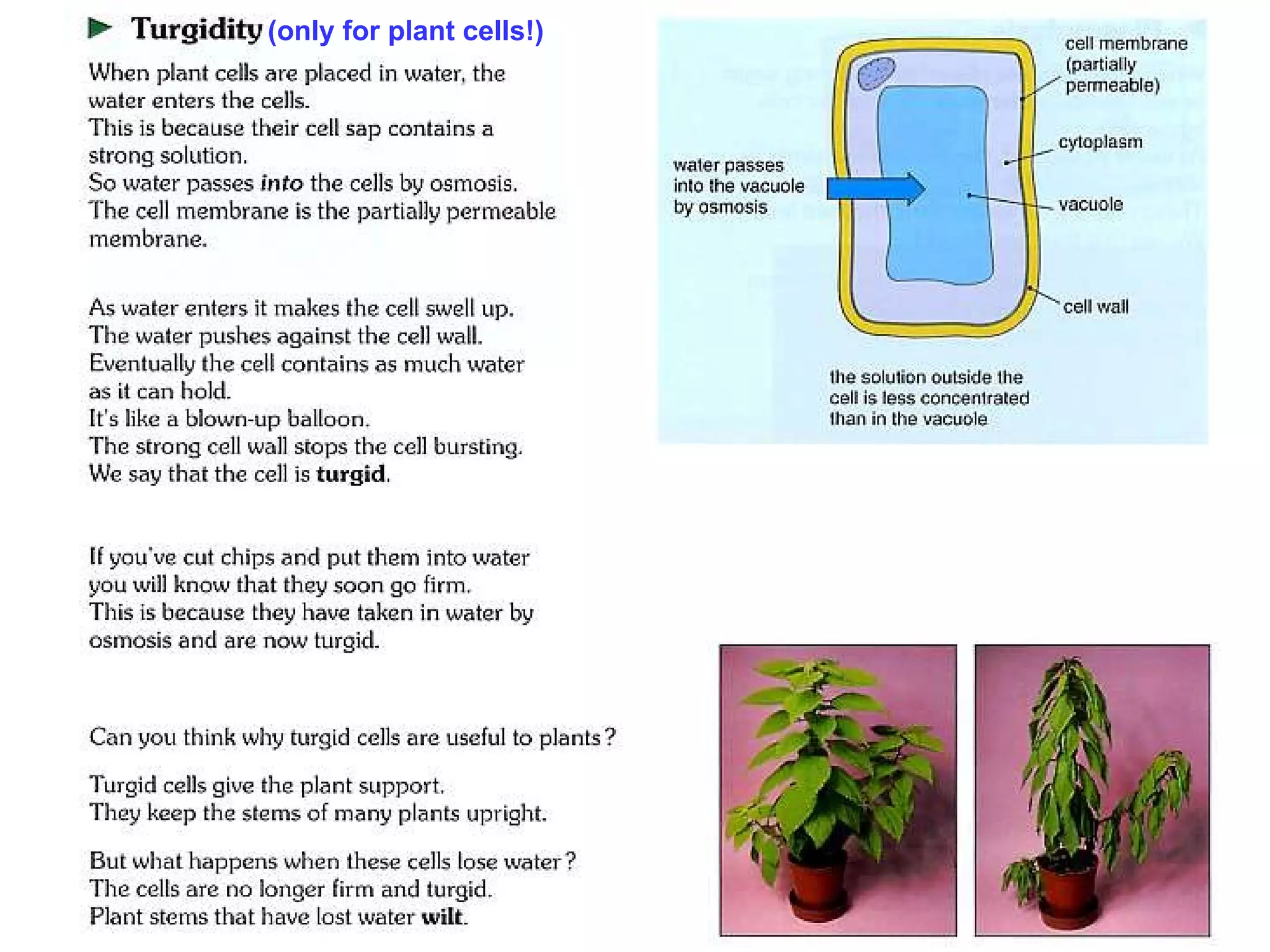 (only for plant cells!) 