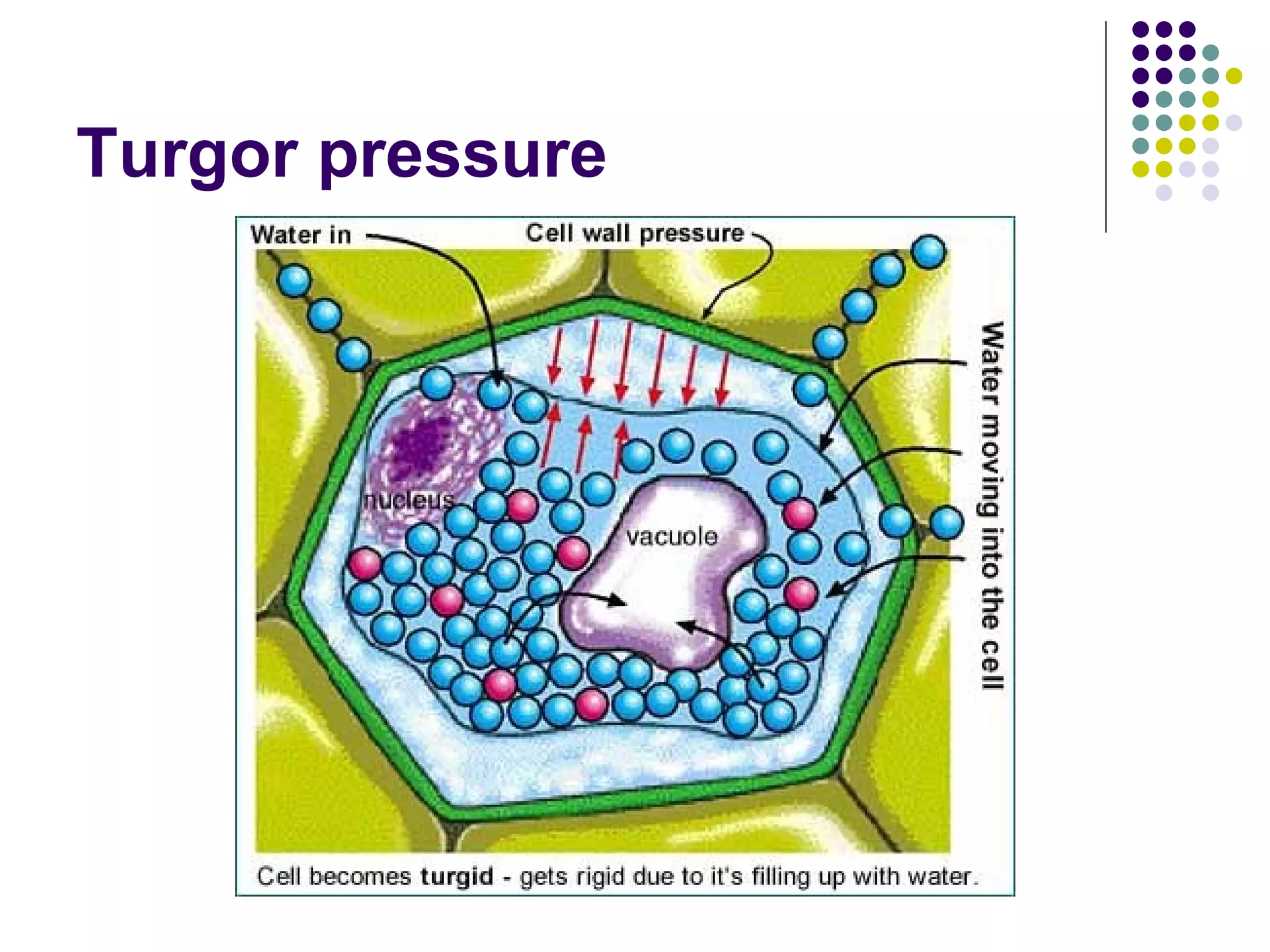 Turgor pressure 