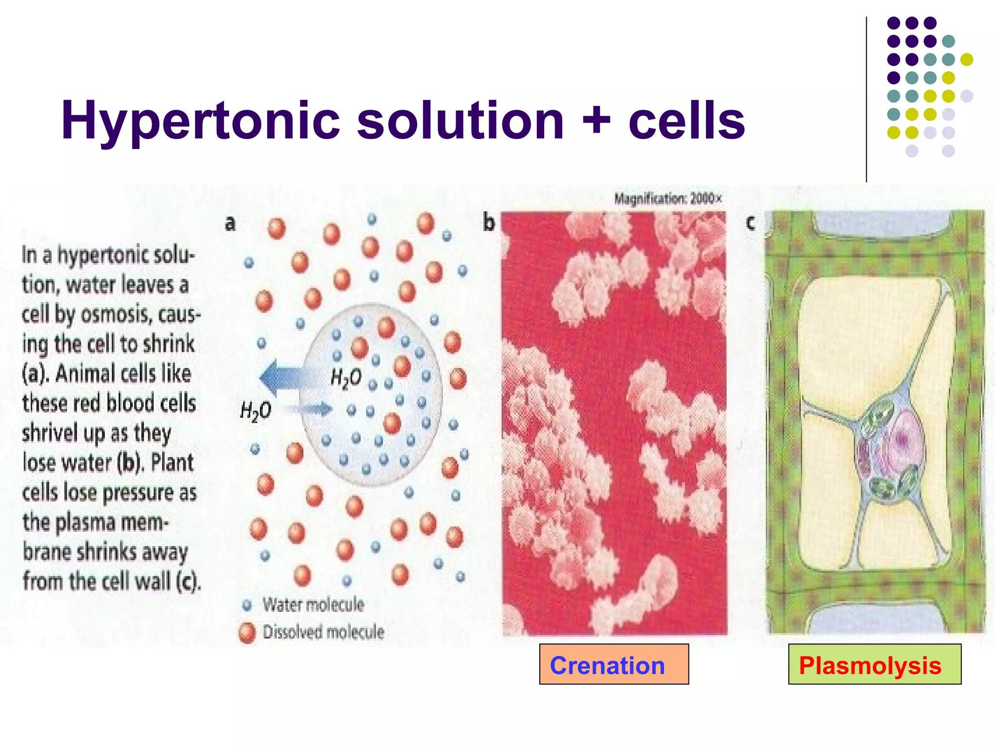 Hypertonic solution + cells Crenation Plasmolysis 
